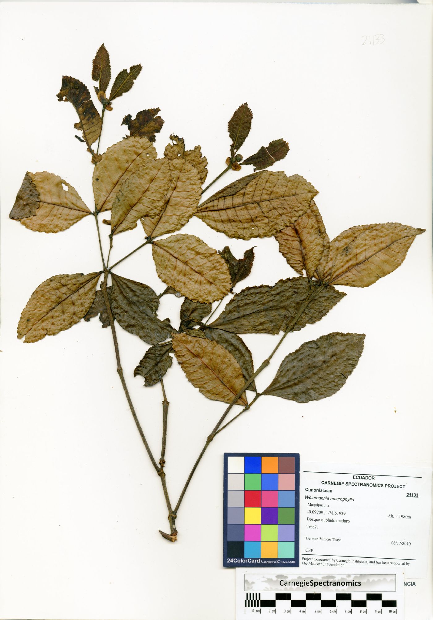 Weinmannia macrophylla image