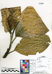 Image of Magnolia gilbertoi