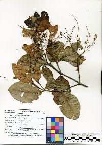 Weinmannia macrophylla image