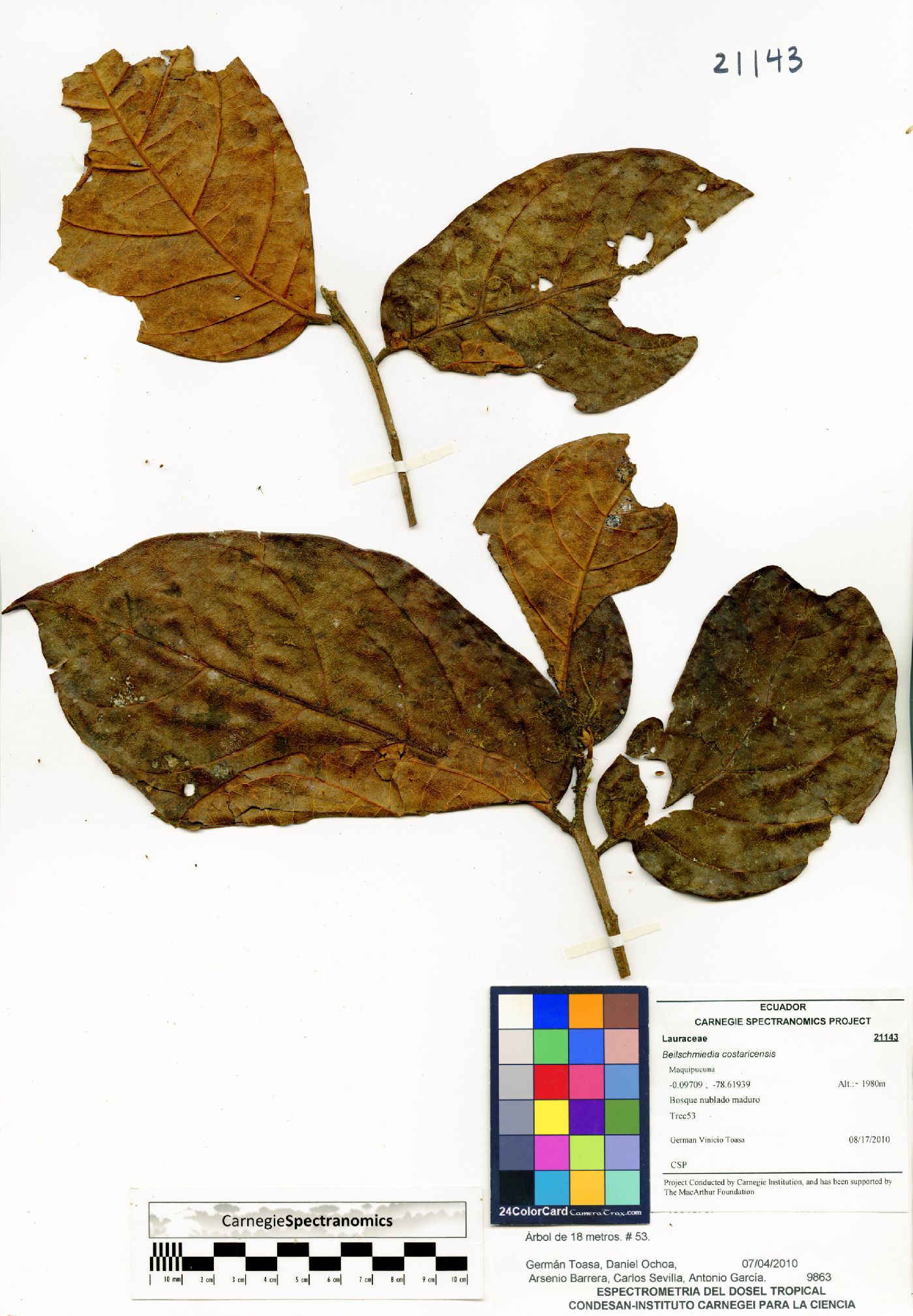 Beilschmiedia costaricensis image