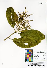 Miconia rivetii image