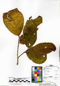 Beilschmiedia costaricensis image