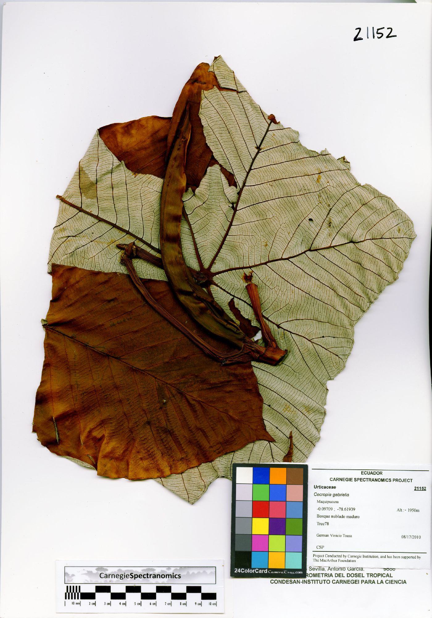 Cecropia gabrielis image