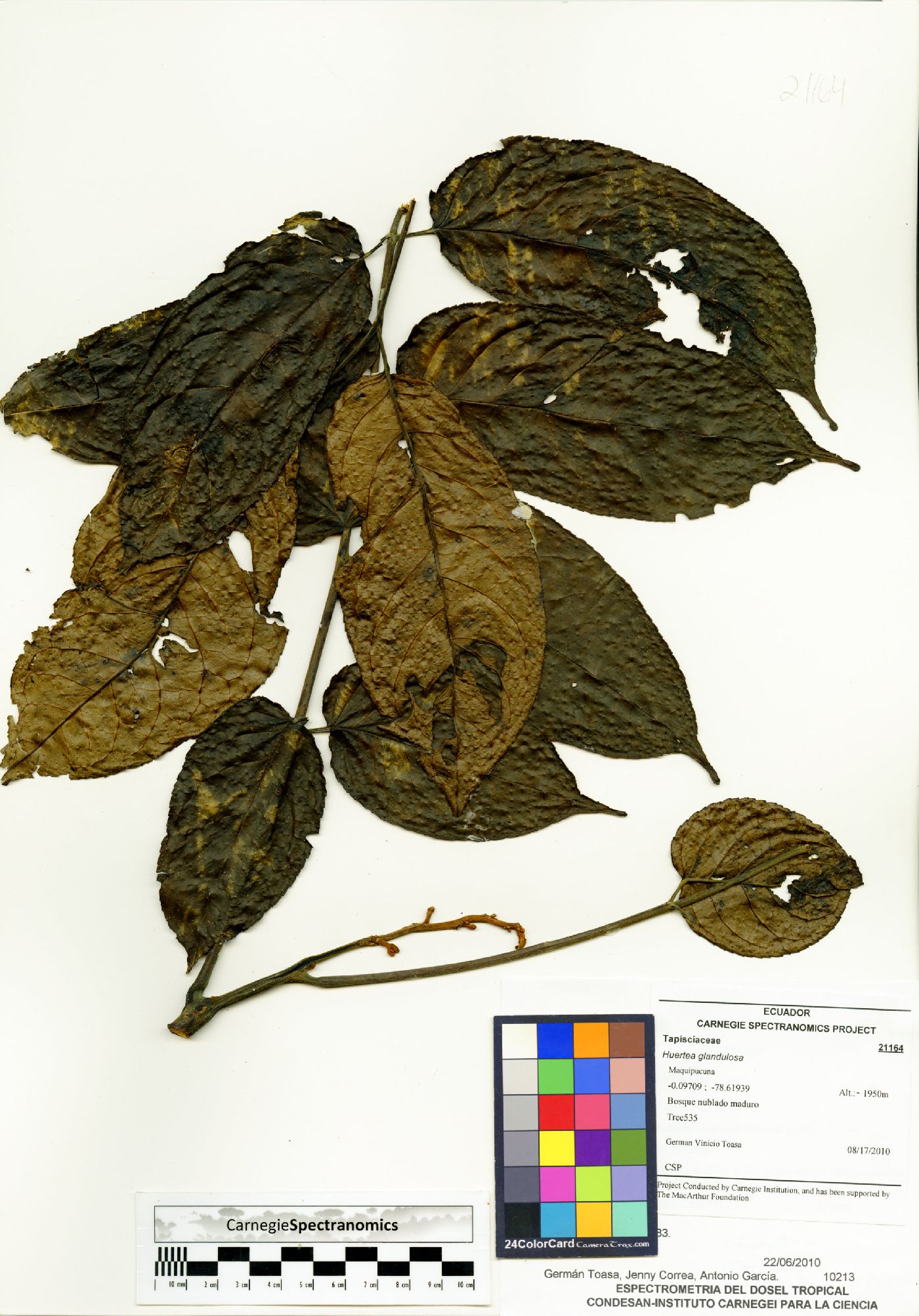 Huertea glandulosa image