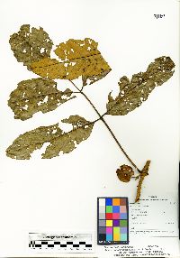 Brunellia comocladifolia image
