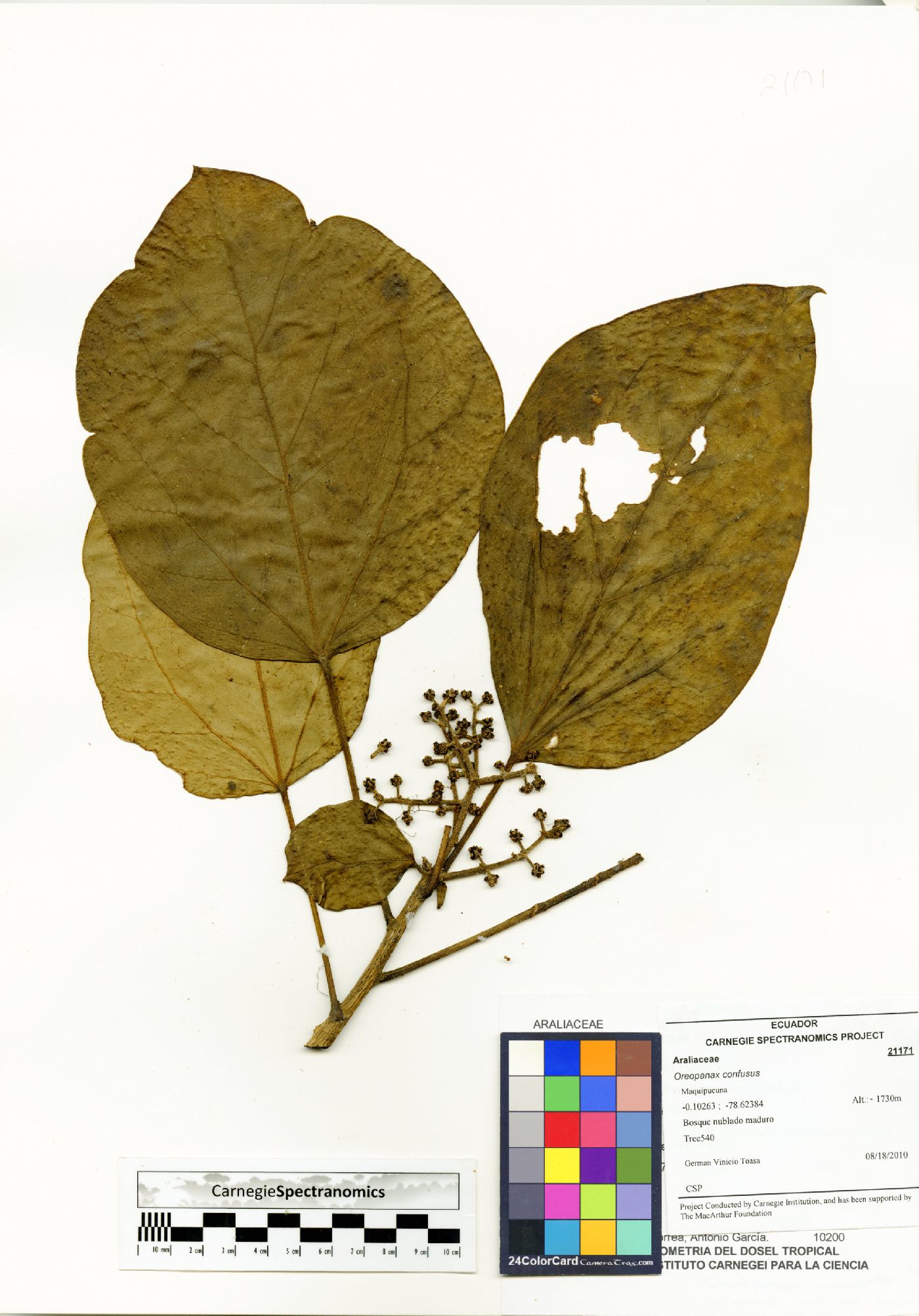 Oreopanax confusus image