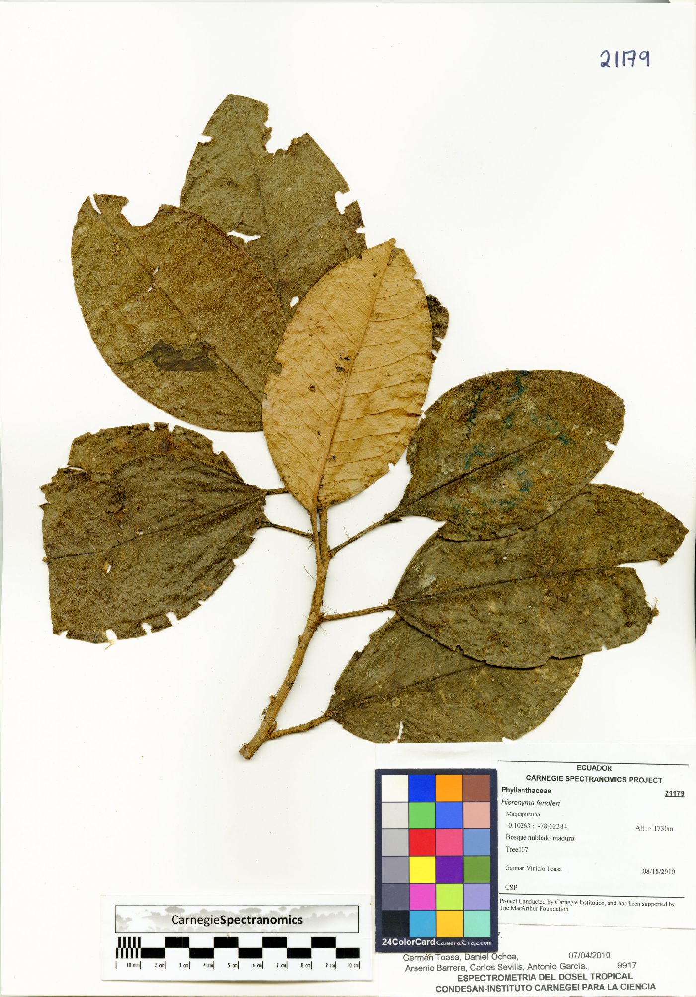 Hieronyma fendleri image