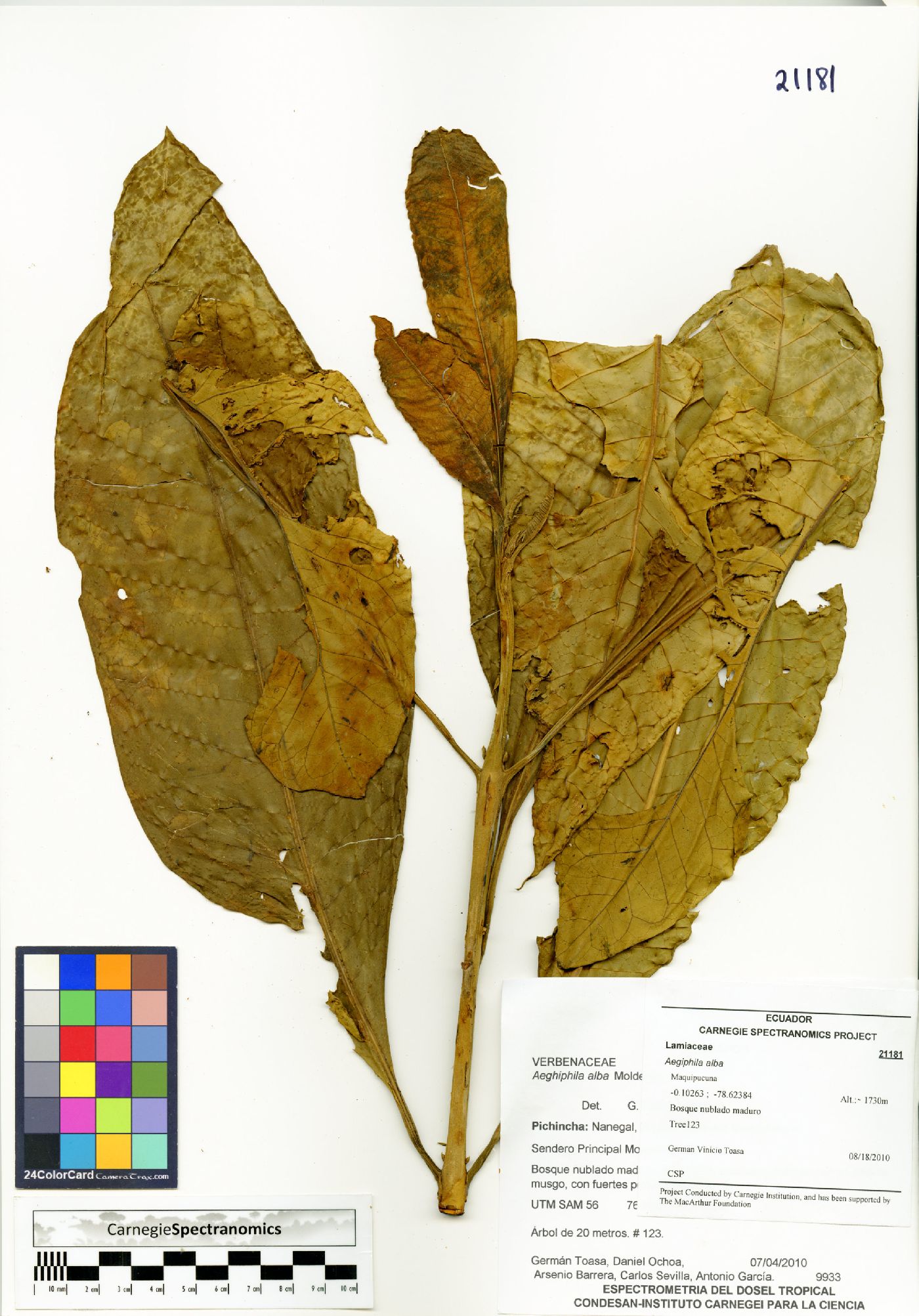 Aegiphila alba image