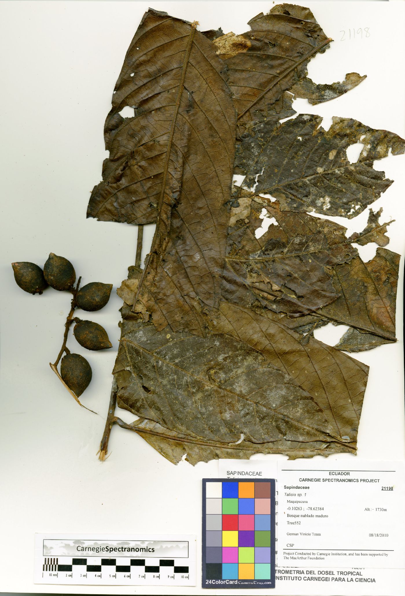 Guatteria venosa image