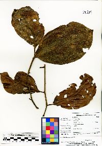 Image of Ocotea caniflora