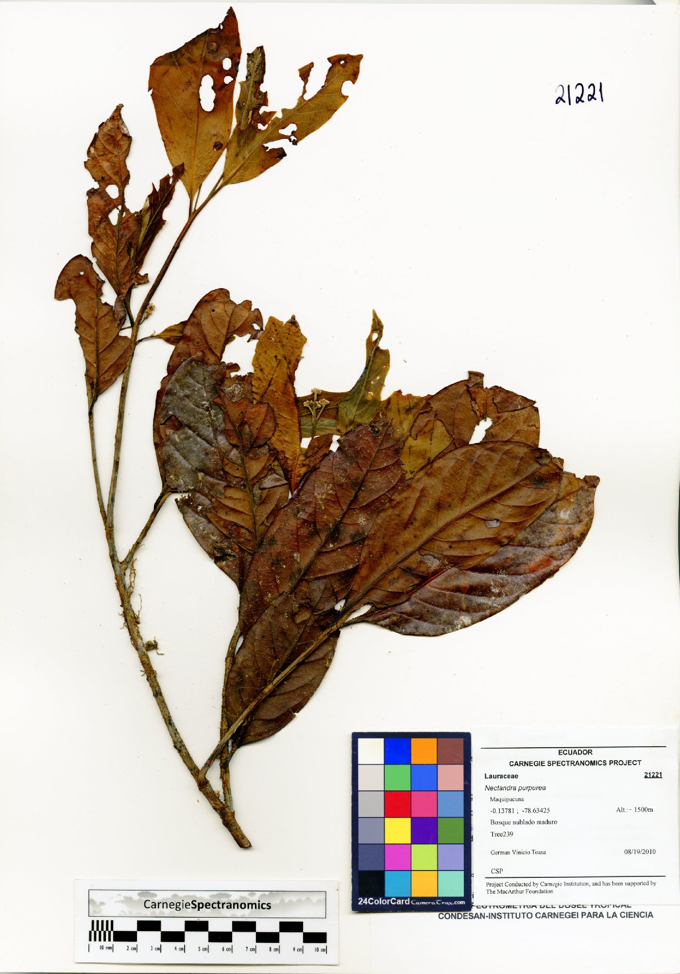 Nectandra purpurea image