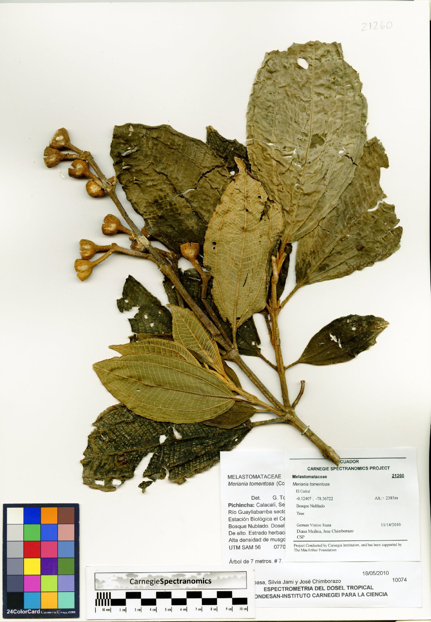 Meriania tomentosa image