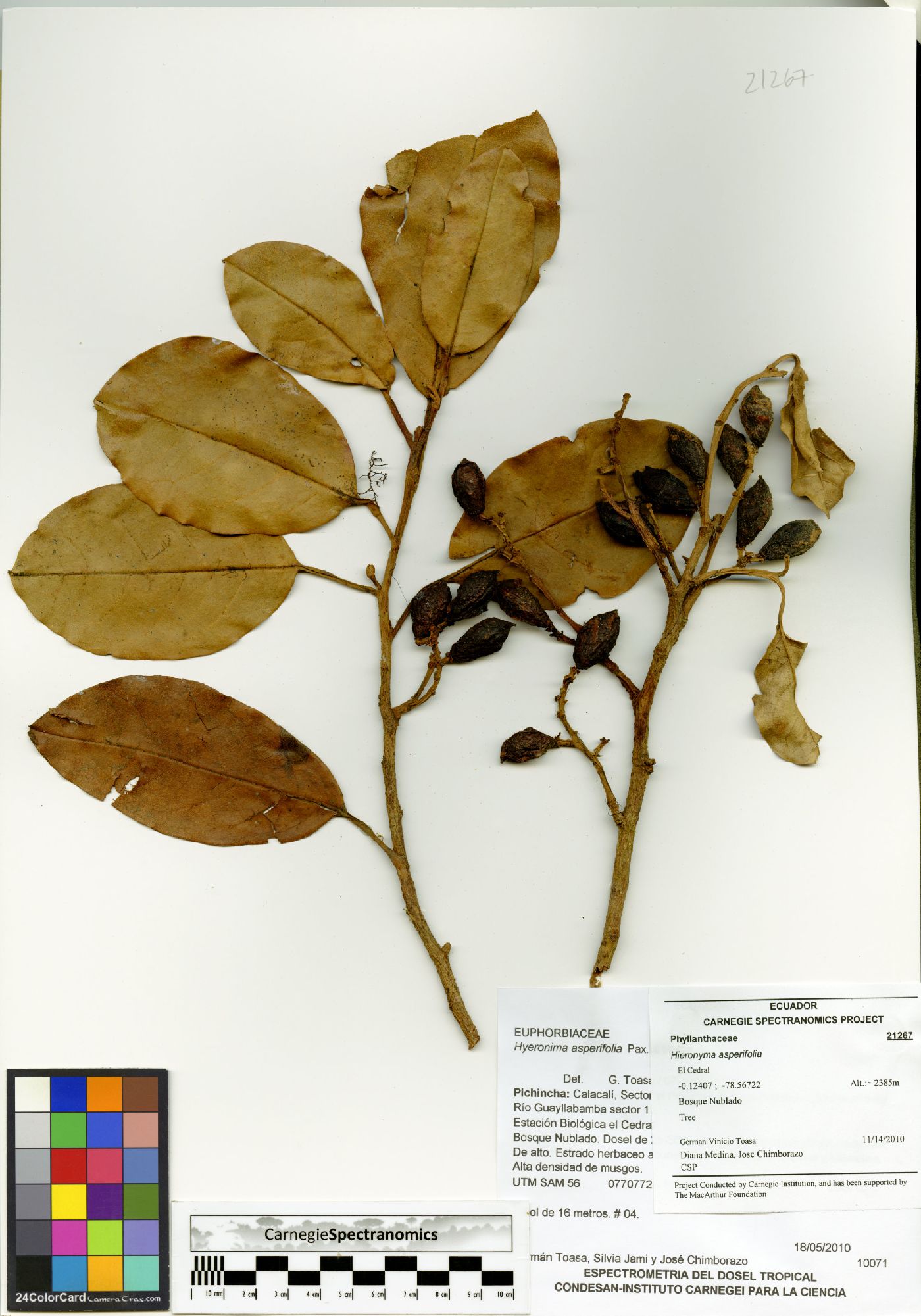 Hieronyma asperifolia image