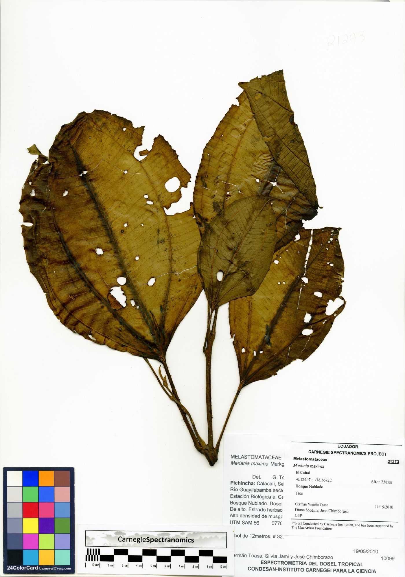 Meriania maxima image