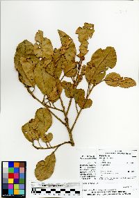 Hieronyma asperifolia image