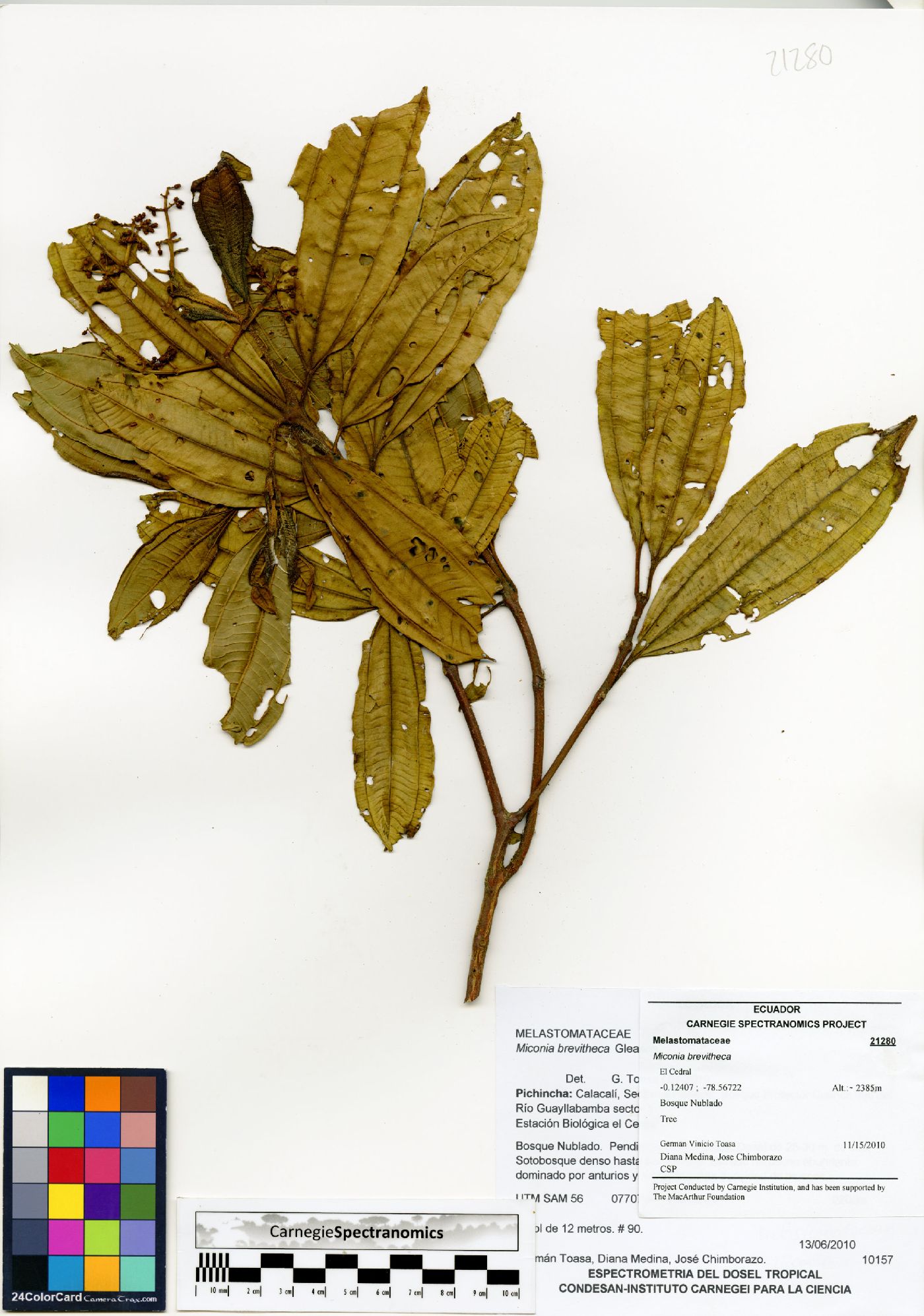 Miconia brevitheca image