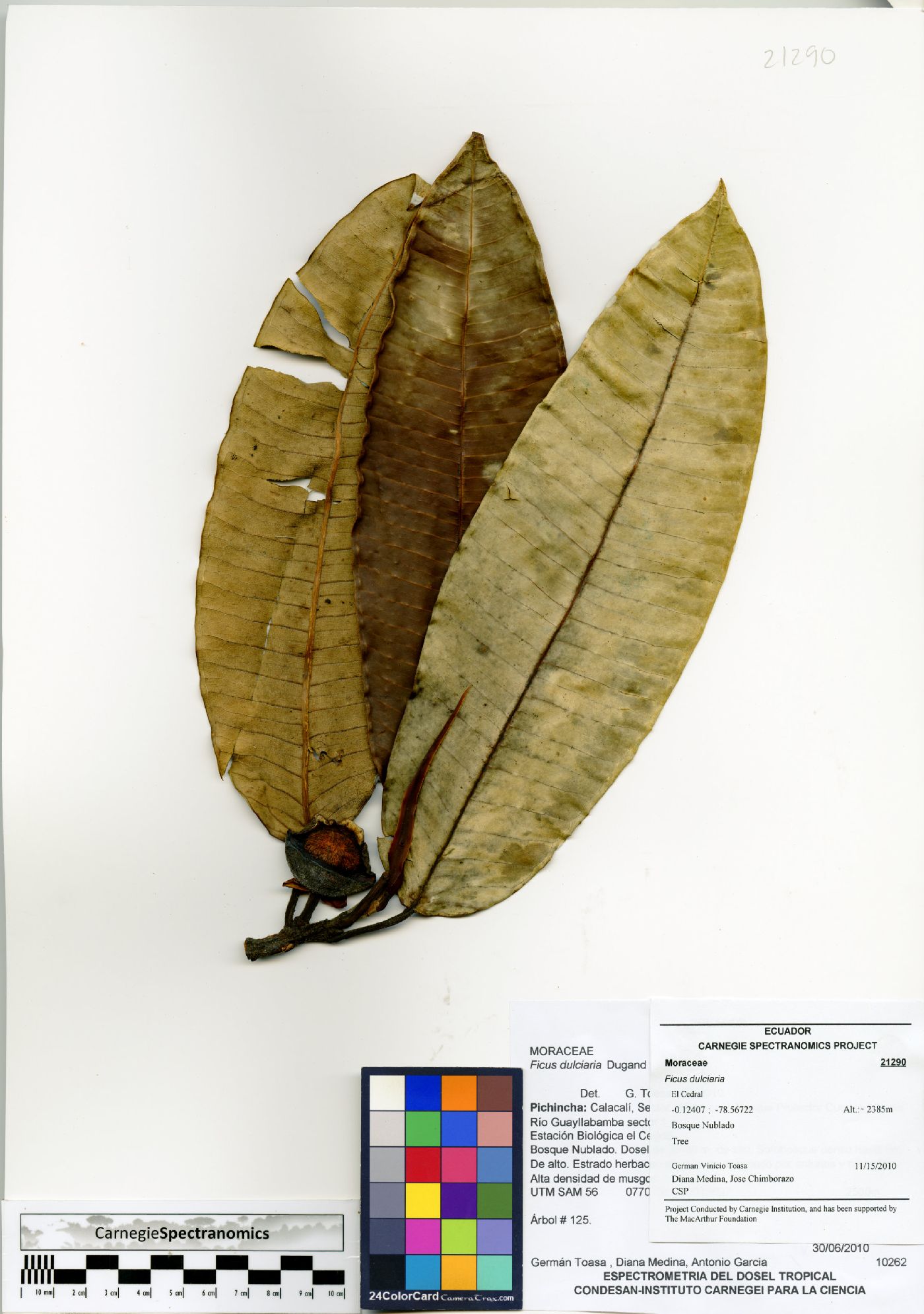 Ficus dulciaria image