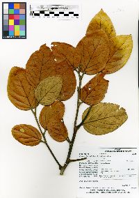 Ocotea alnifolia image