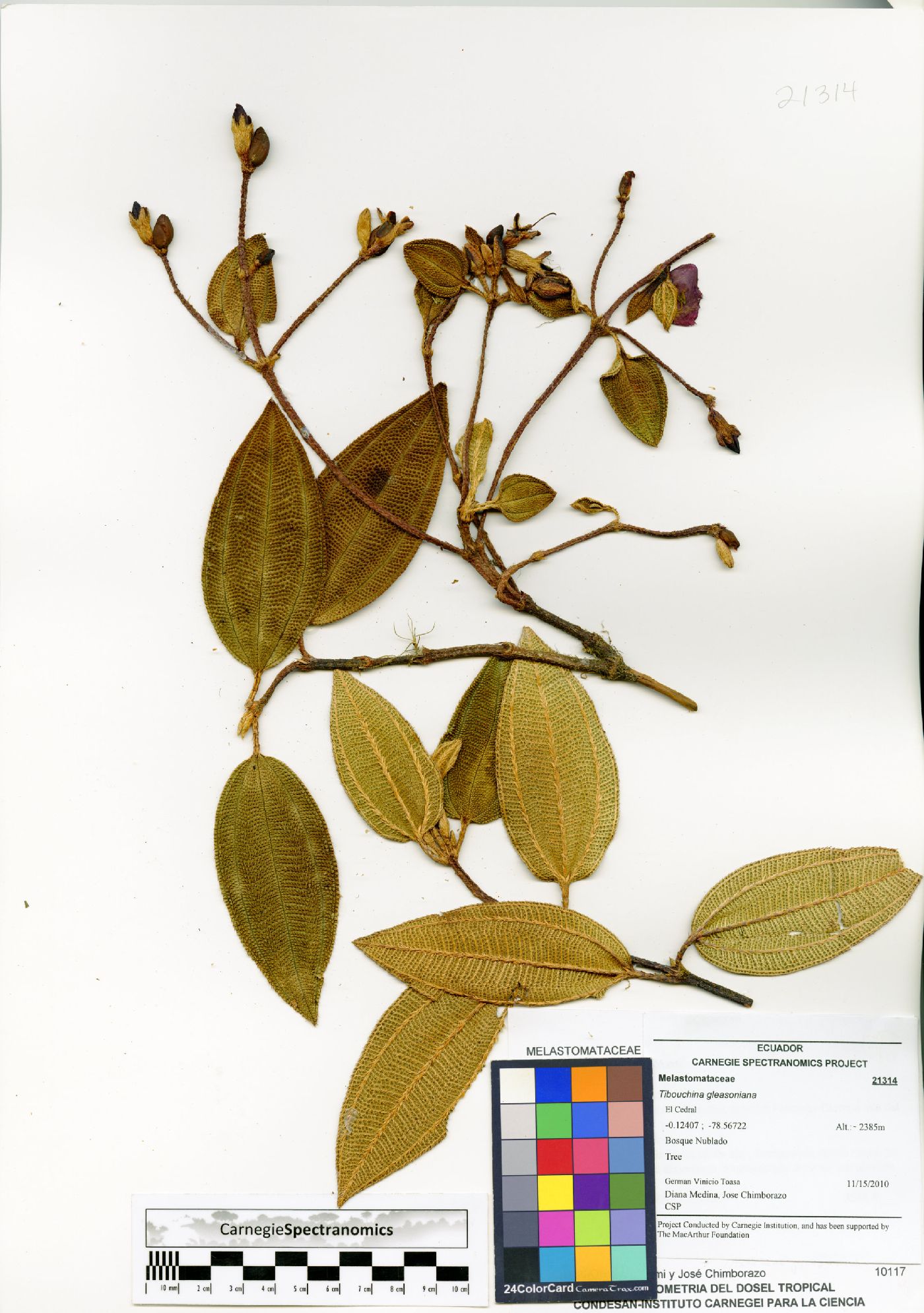 Andesanthus gleasonianus image