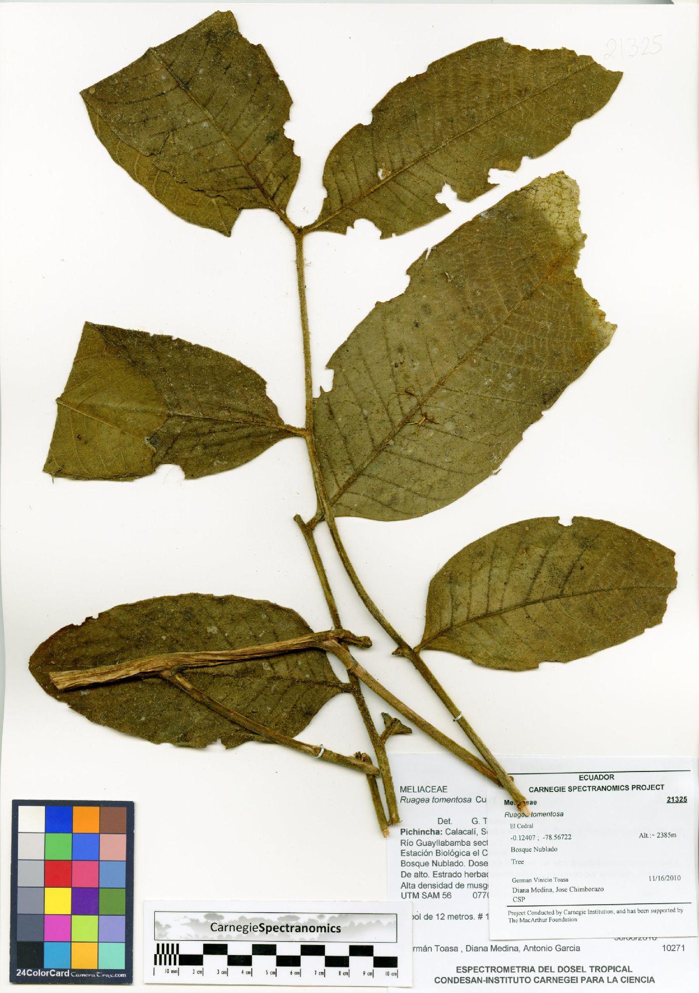 Ruagea tomentosa image