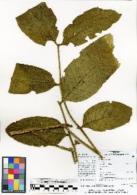 Image of Ruagea tomentosa