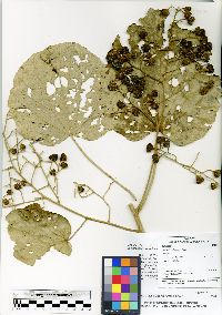 Bastardiopsis myrianthus image