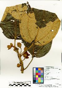 Blakea rotundifolia image