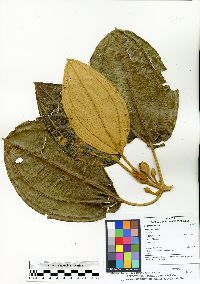 Blakea rotundifolia image
