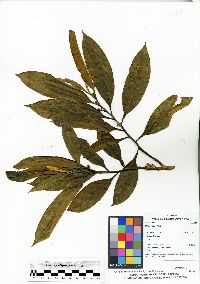 Ocotea cuneifolia image