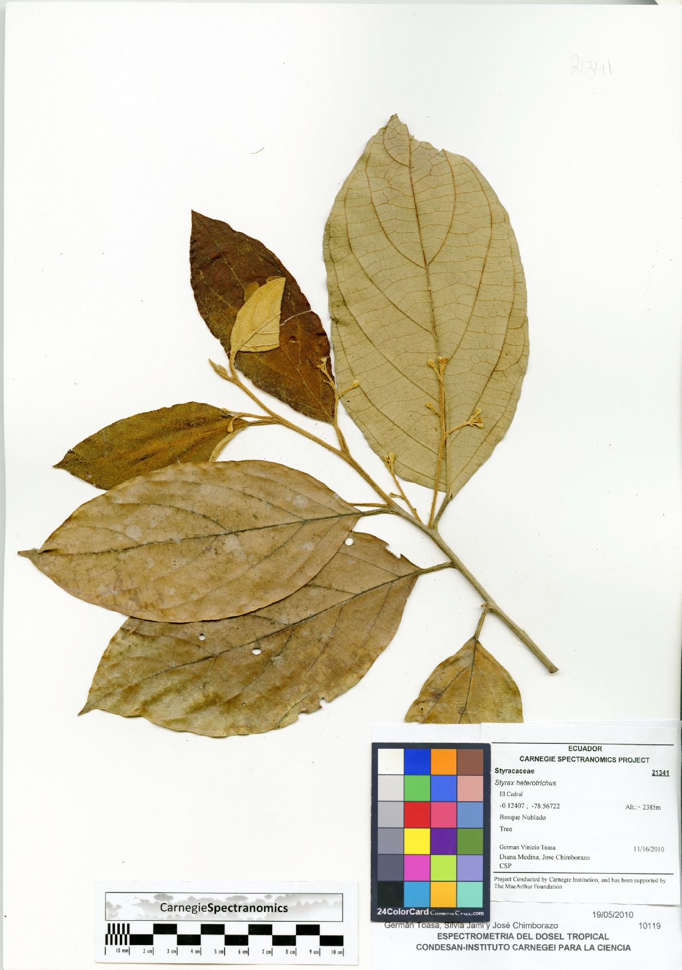 Styrax heterotrichus image