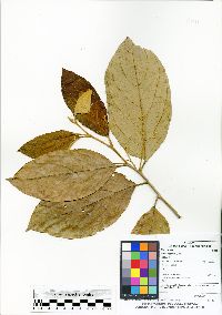 Image of Styrax heterotrichus