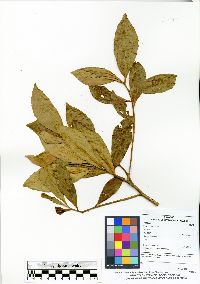 Gordonia fruticosa image