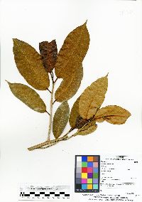 Ficus cervantesiana image