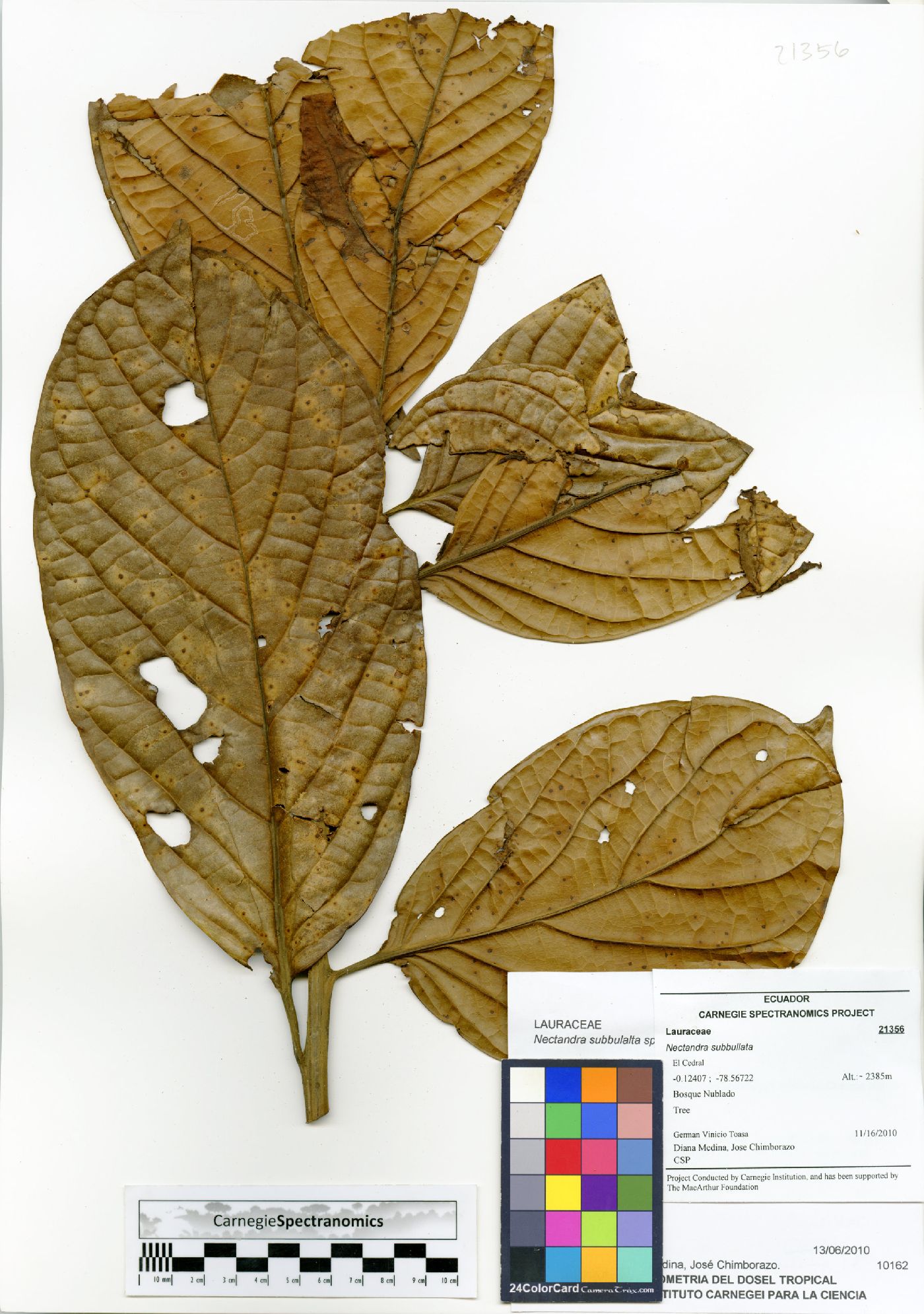 Nectandra subbullata image