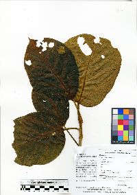 Ficus cuatrecasana image