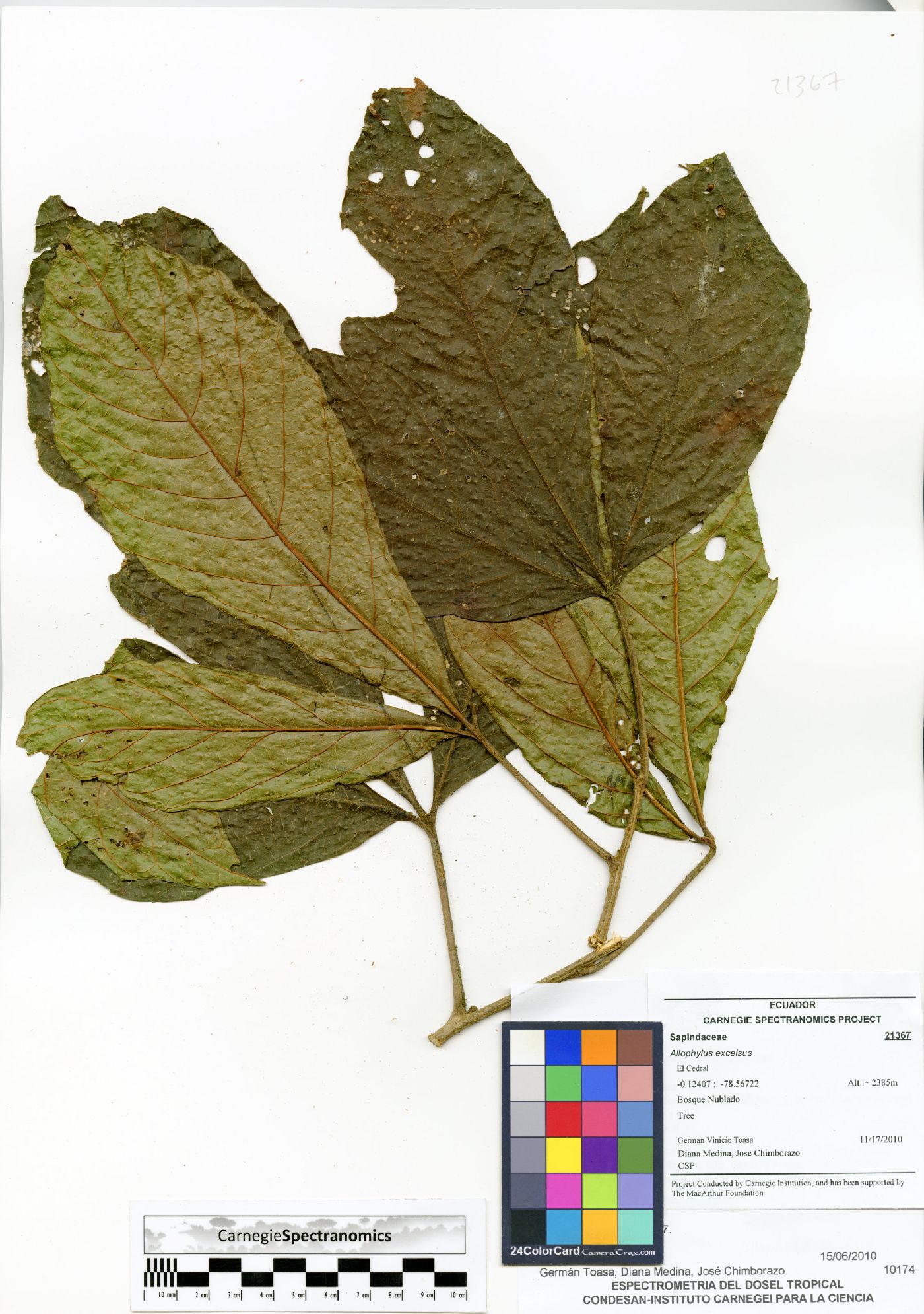 Allophylus excelsus image