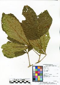 Image of Allophylus excelsus