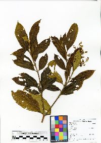 Miconia brevitheca image