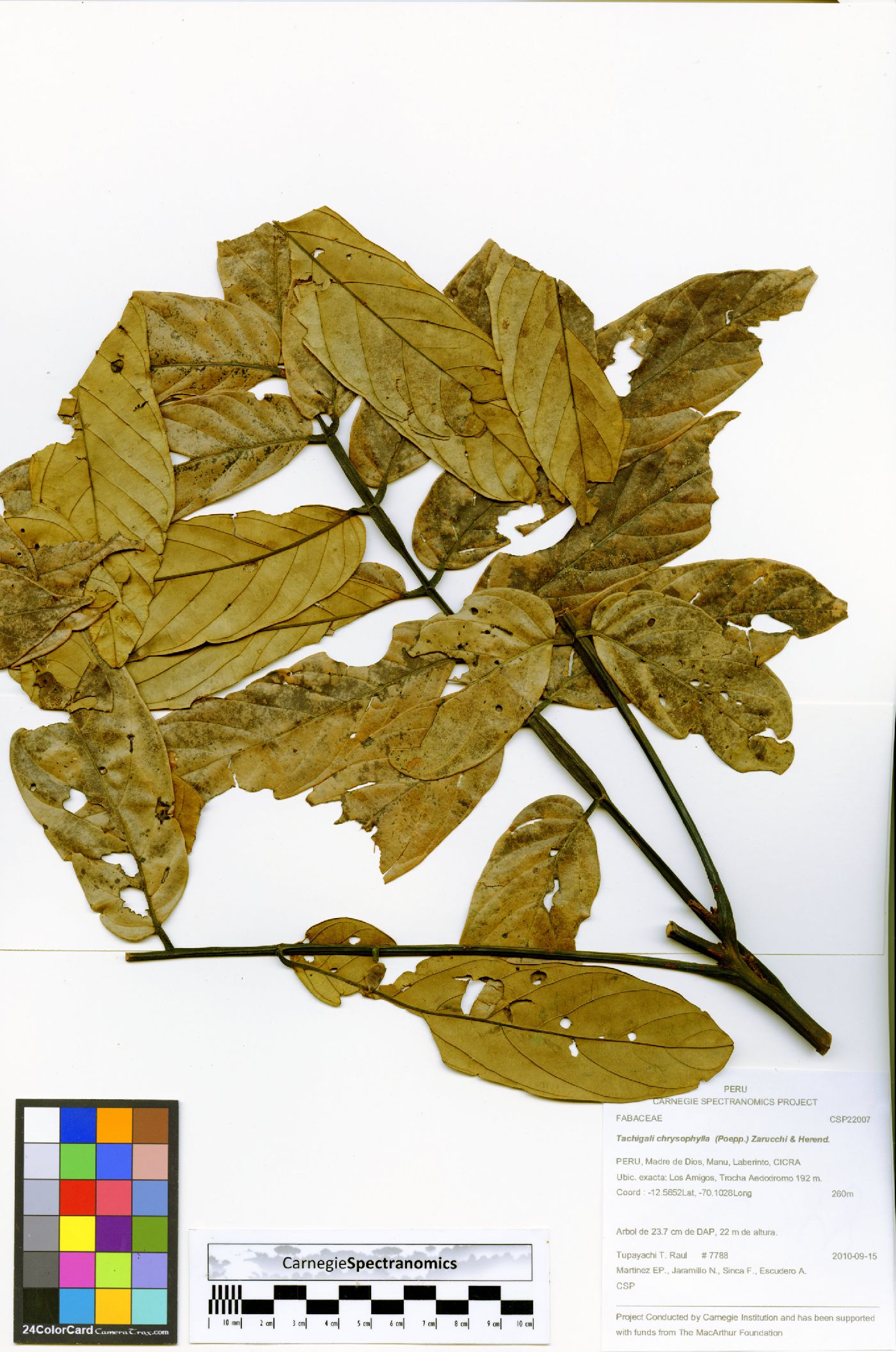 Tachigali peruviana image
