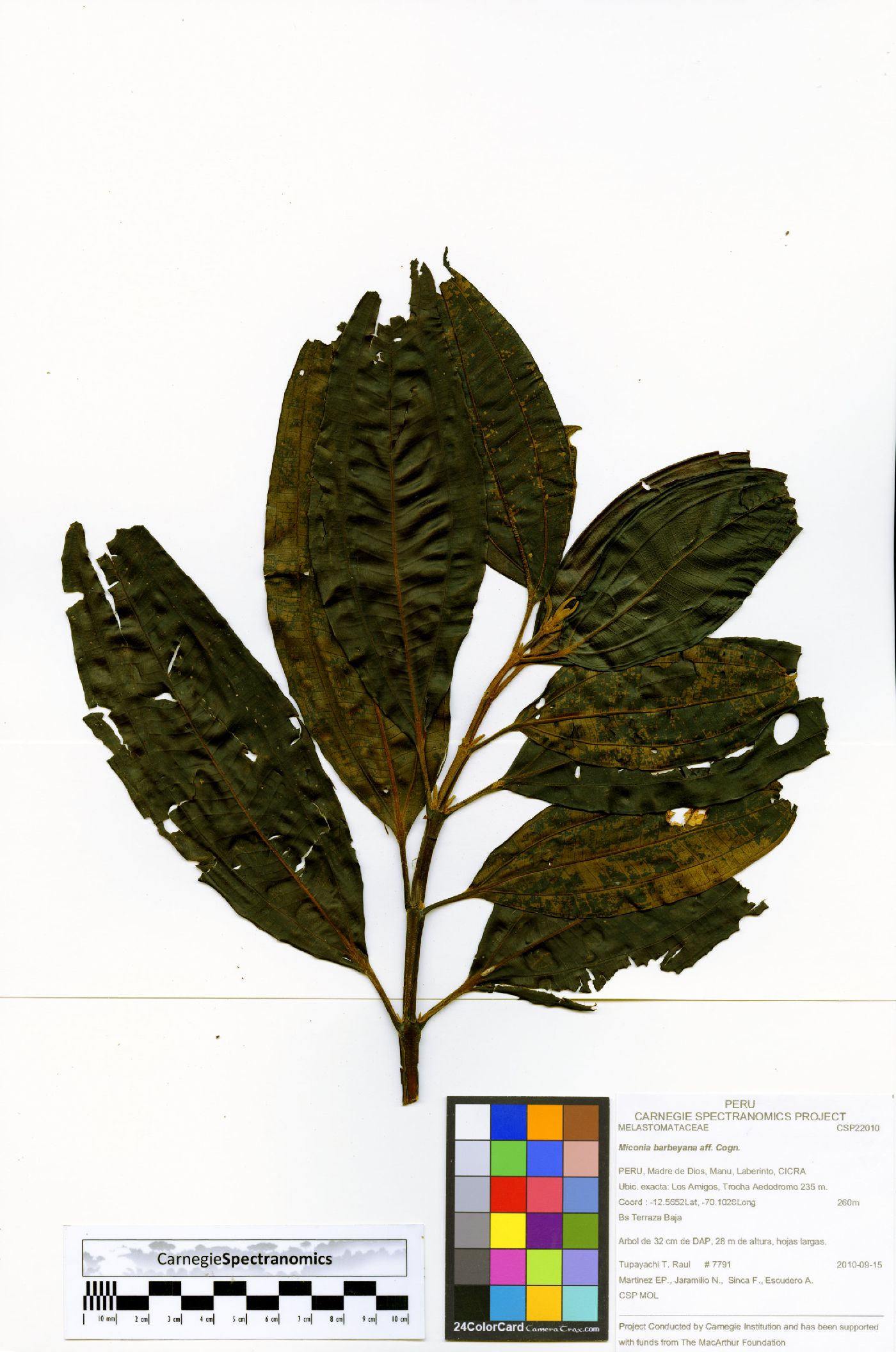Miconia barbeyana image