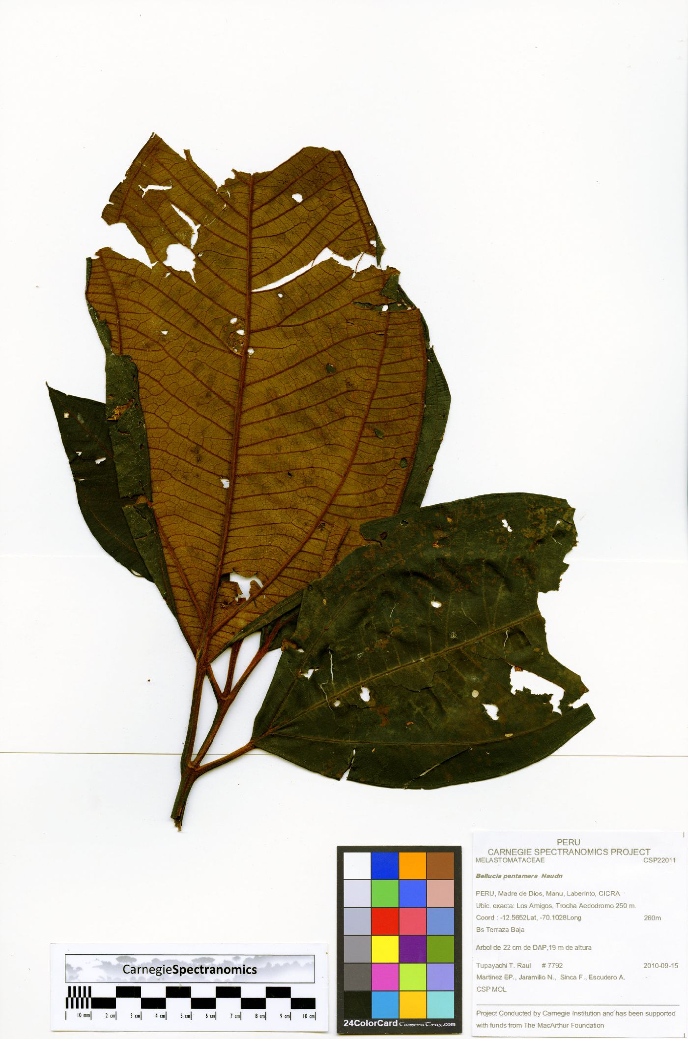 Bellucia aequiloba image