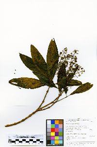 Miconia barbeyana image