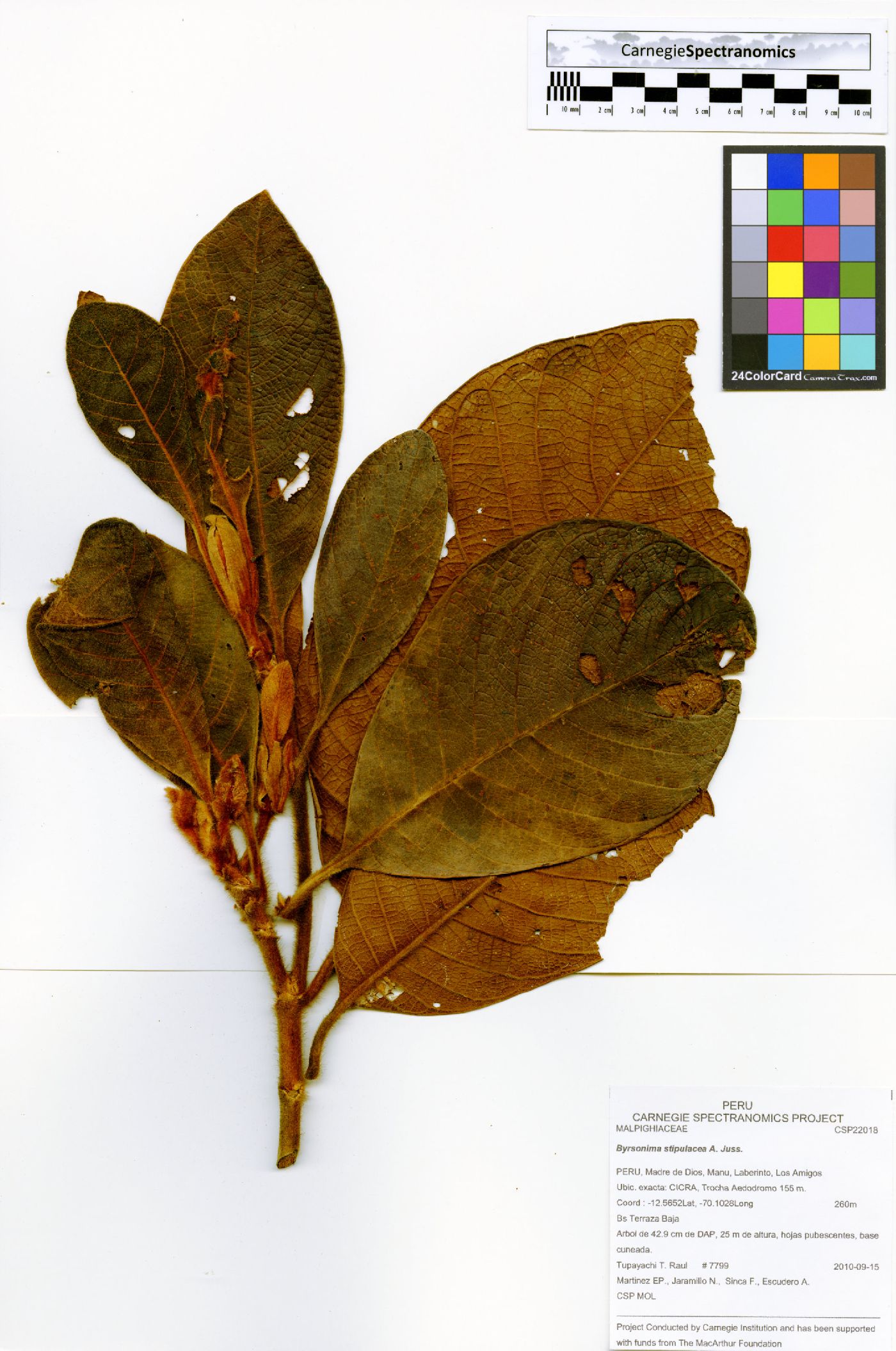 Iryanthera laevis image