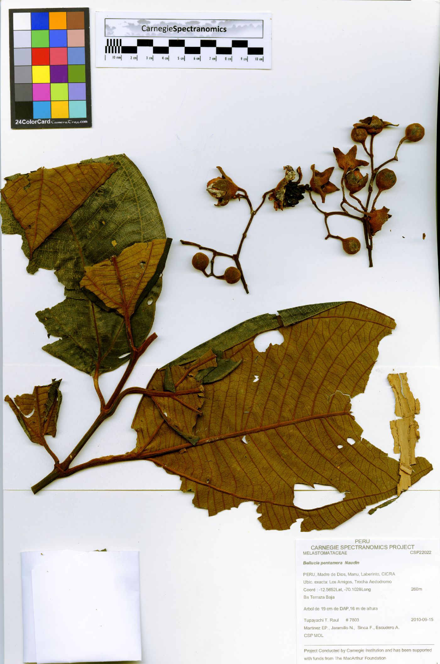Bellucia aequiloba image