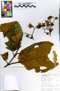 Bellucia aequiloba image