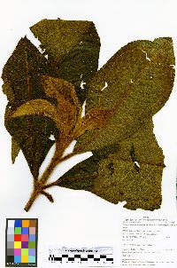 Bellucia strigosa image