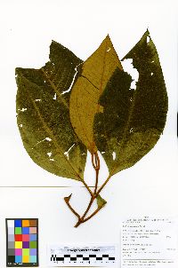 Bellucia aequiloba image
