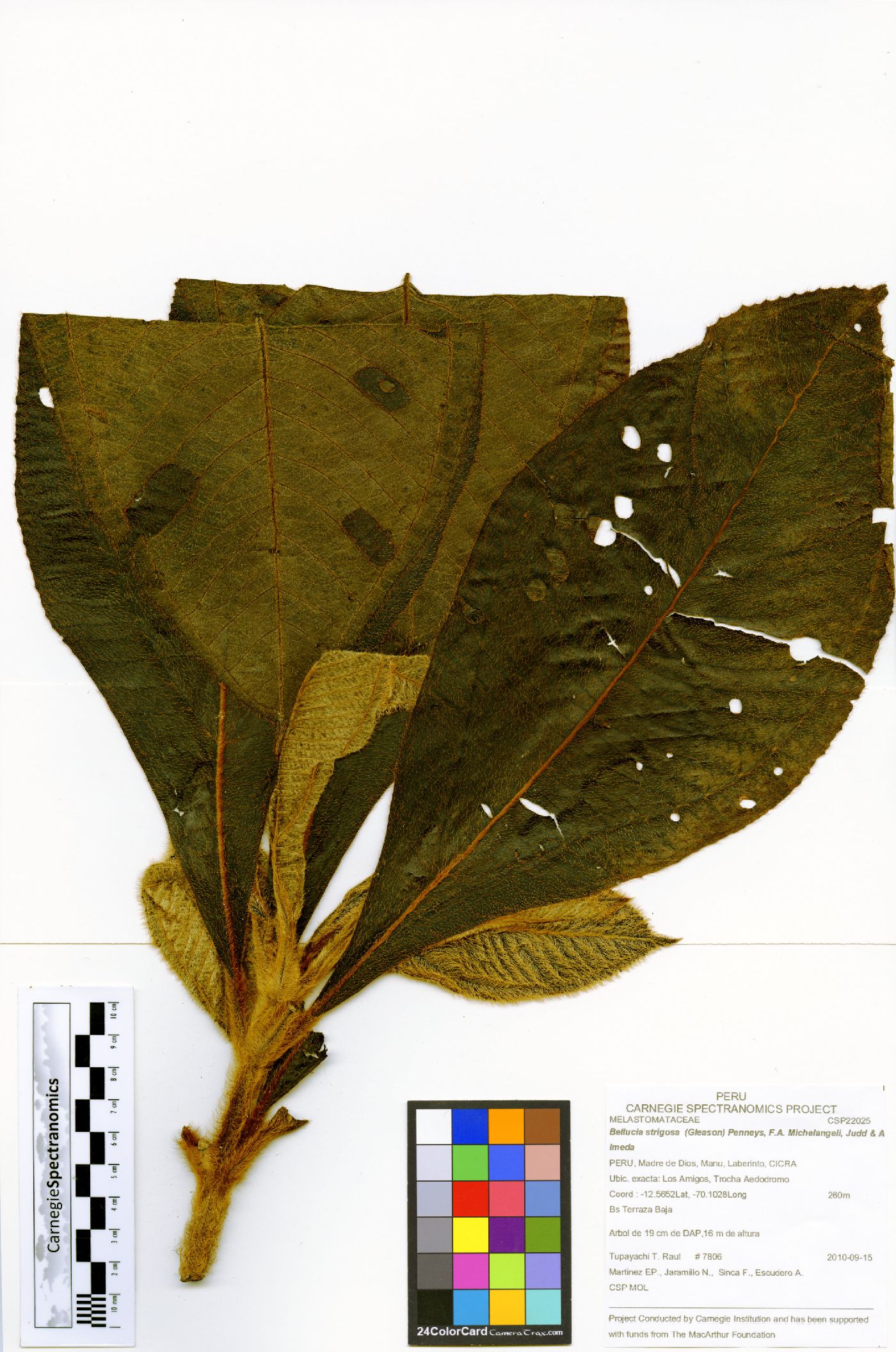Bellucia strigosa image