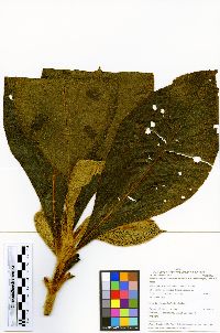 Bellucia strigosa image