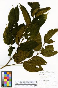 Miconia pyrifolia image